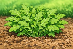Arugula