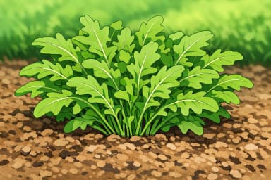 Arugula