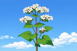 Buckwheat