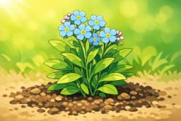 Forget-Me-Not
