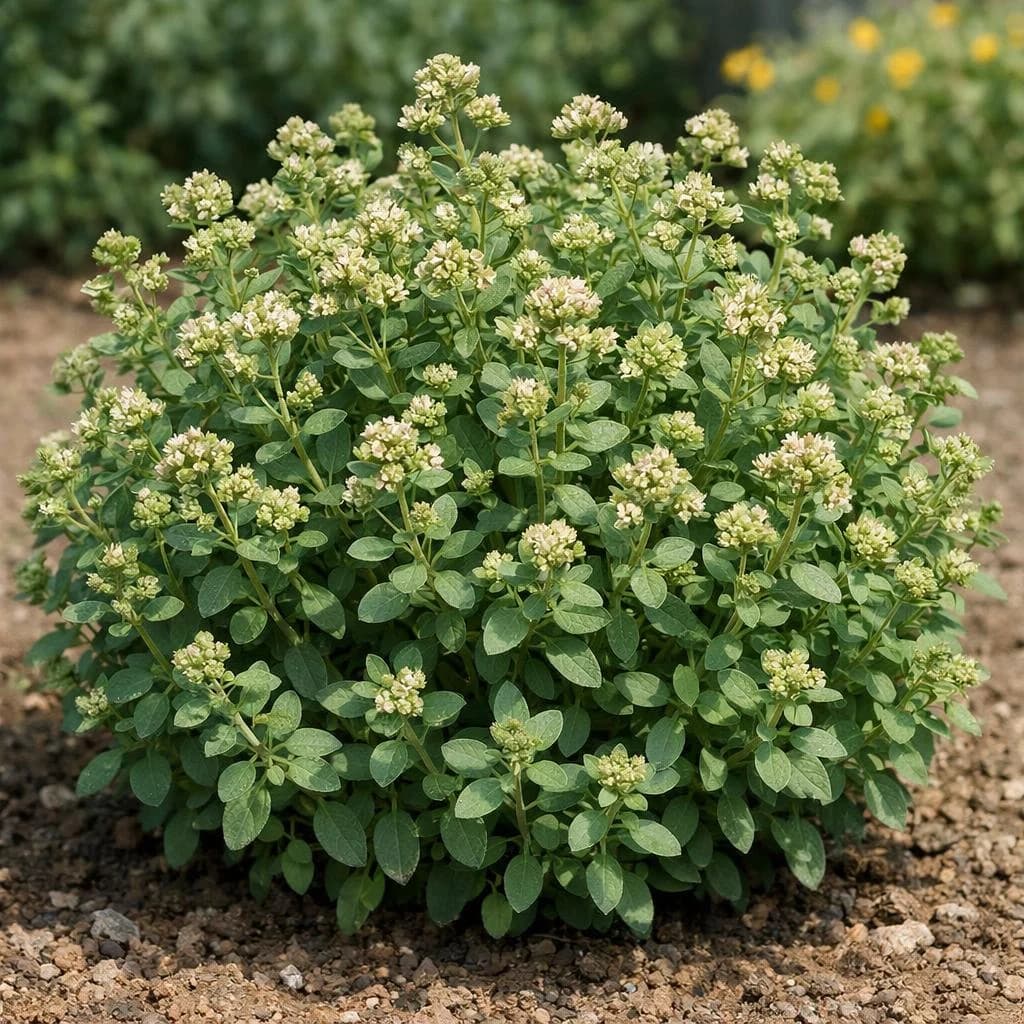 Marjoram mature