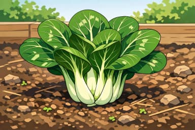 Pac Choi