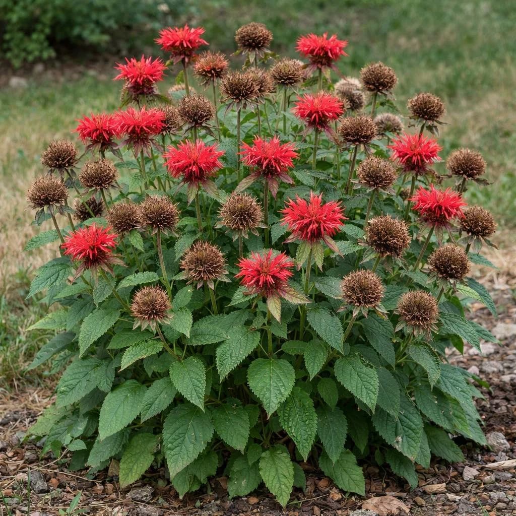 Bee Balm seeds
