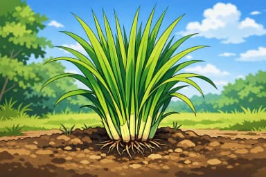 Lemongrass