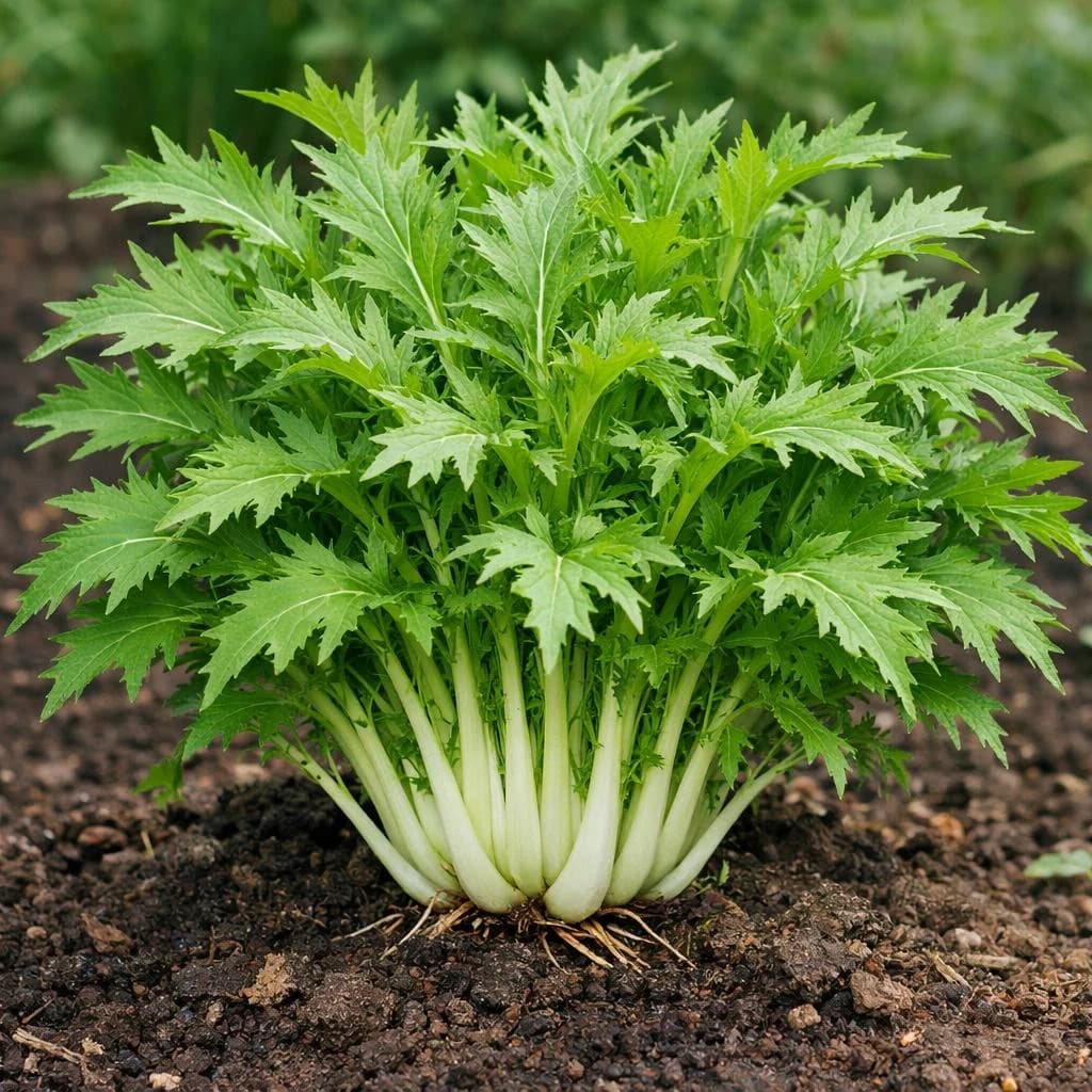Mizuna mature