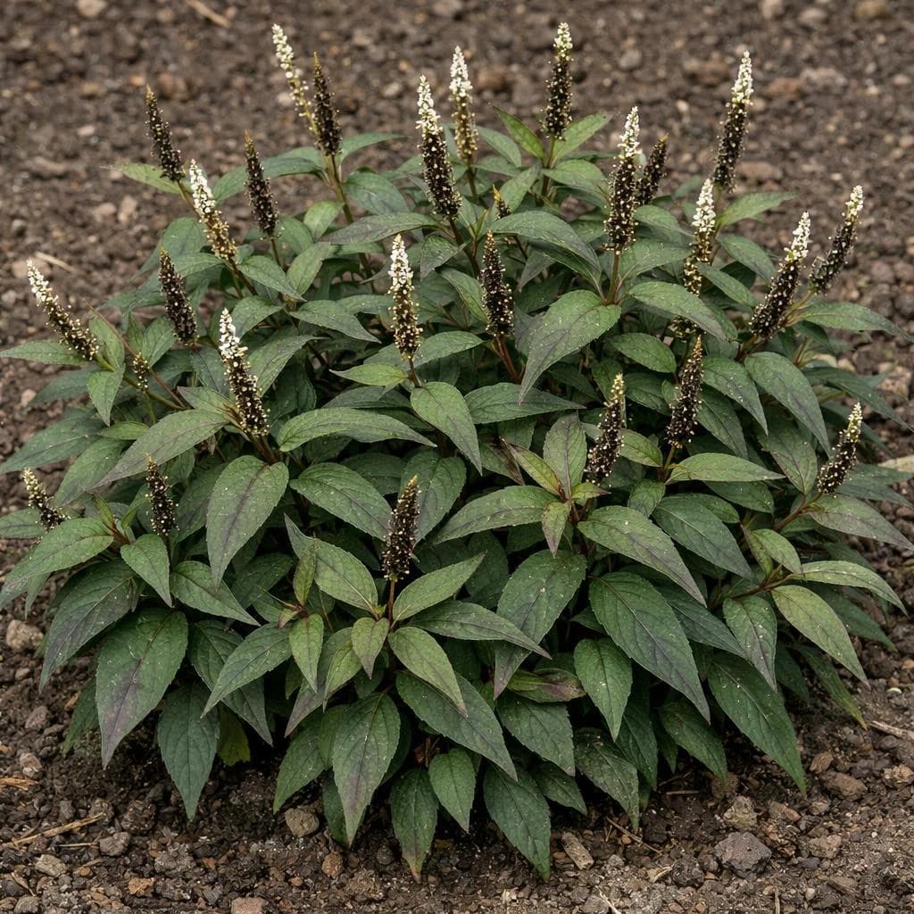 Vietnamese Coriander seeds